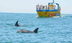 Dreamer Caves and Dolphins Dreamer Caves and Dolphins