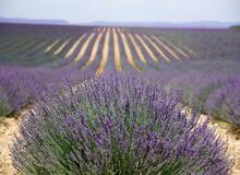 Ontdek de Provence, privetour Dagtour Provence