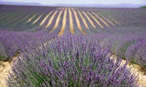 Ontdek de Provence, privetour Dagtour Provence