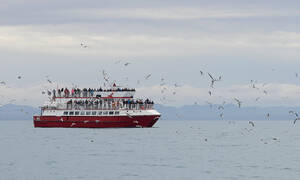 Akureyri Walvis Tours Akureyri Whale Watching