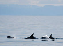 Reykjavik Walvis Tours Reykjavik Whale Watching