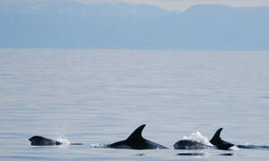 Reykjavik Walvis Tours Reykjavik Whale Watching