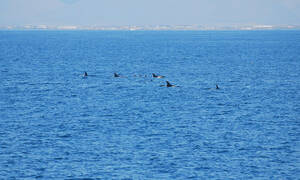 Reykjavik Walvis Tours Reykjavik Whale Watching