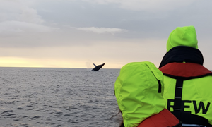 Reykjavik Whales and Puffins - Walvis Reykjavik Whale Watching