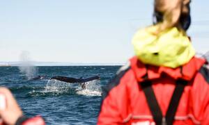 Reykjavik Whales and Puffins - Kom echt dichtbij wildlife Reykjavik Whale Watching