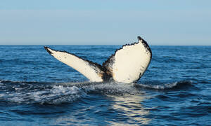 Reykjavik Walvis Tours Reykjavik Whale Watching